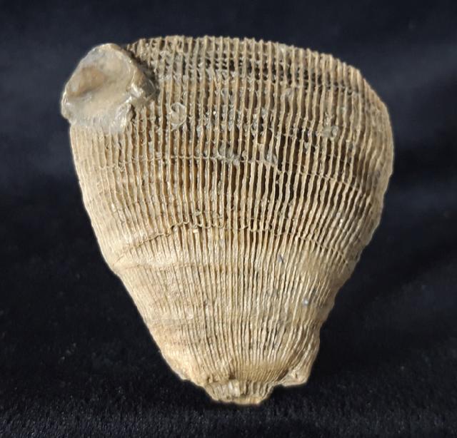 Aulosmilia archiaci (FROMENTEL 1862) - Bild © FossNet FossilienStore